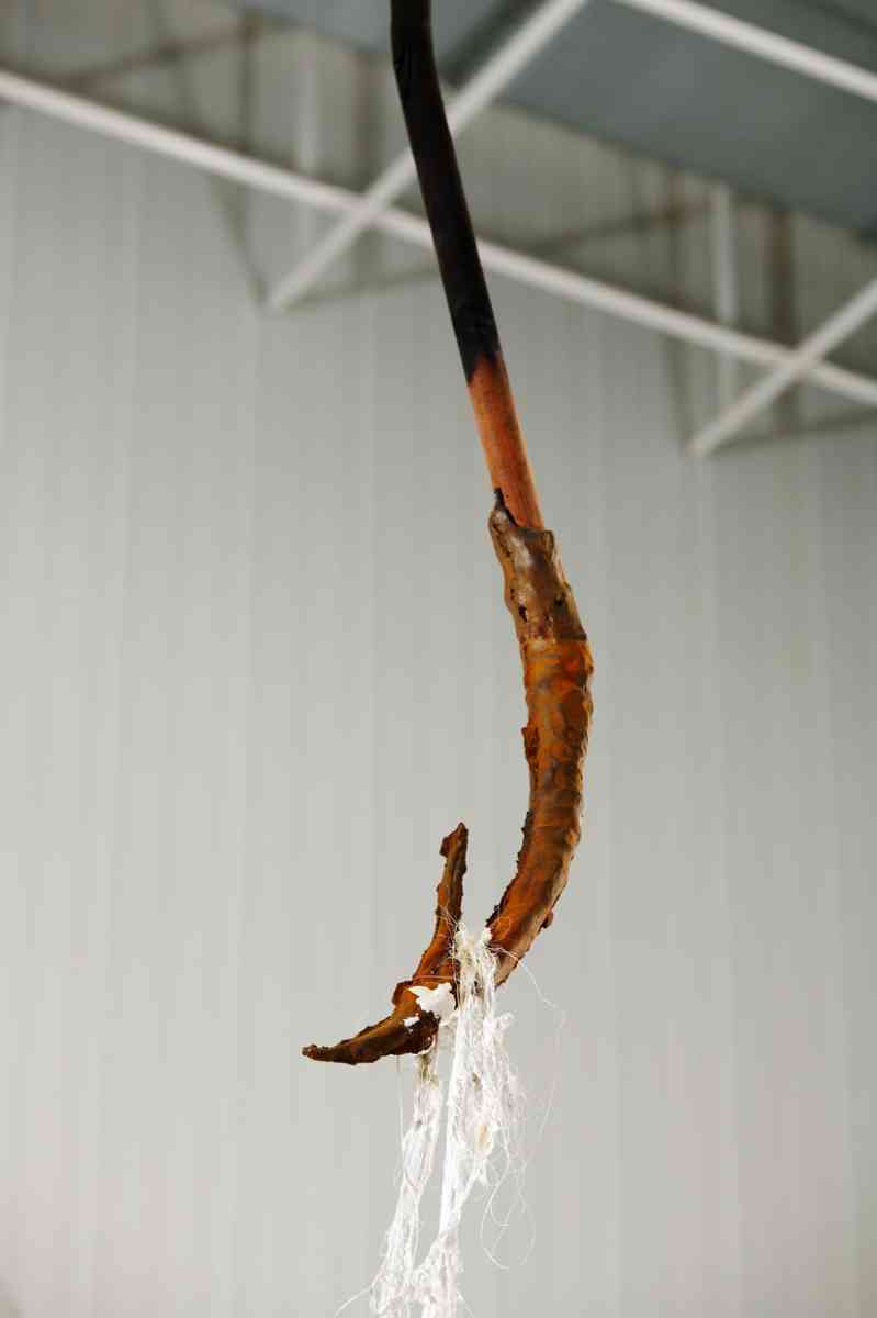 triangle-2022-dominique-white-006